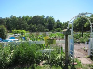 Read more about the article Planning Your Vegetable Garden