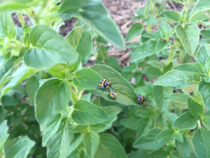 Harlequin-cabbage-bug