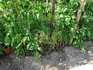 Read more about the article Tomato Wilt