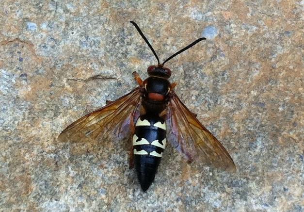 cicaida-killer-wasps