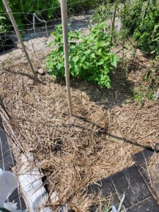 plot in July that was properly mulched in May after planting. No weeds!