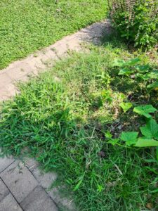 wire grass in plots and on pavers