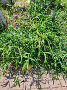 weeds reseeding and spreading