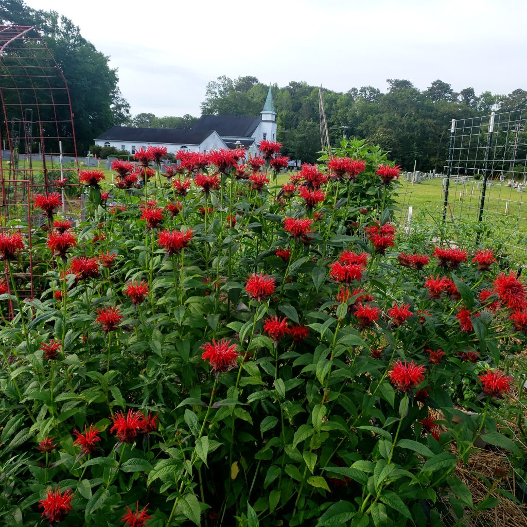 Nimmo Community Garden