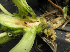Squash Vine Borer Larva