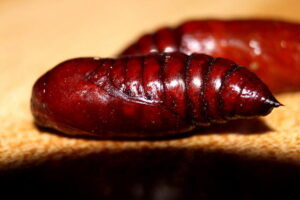 Vine Borer Pupa