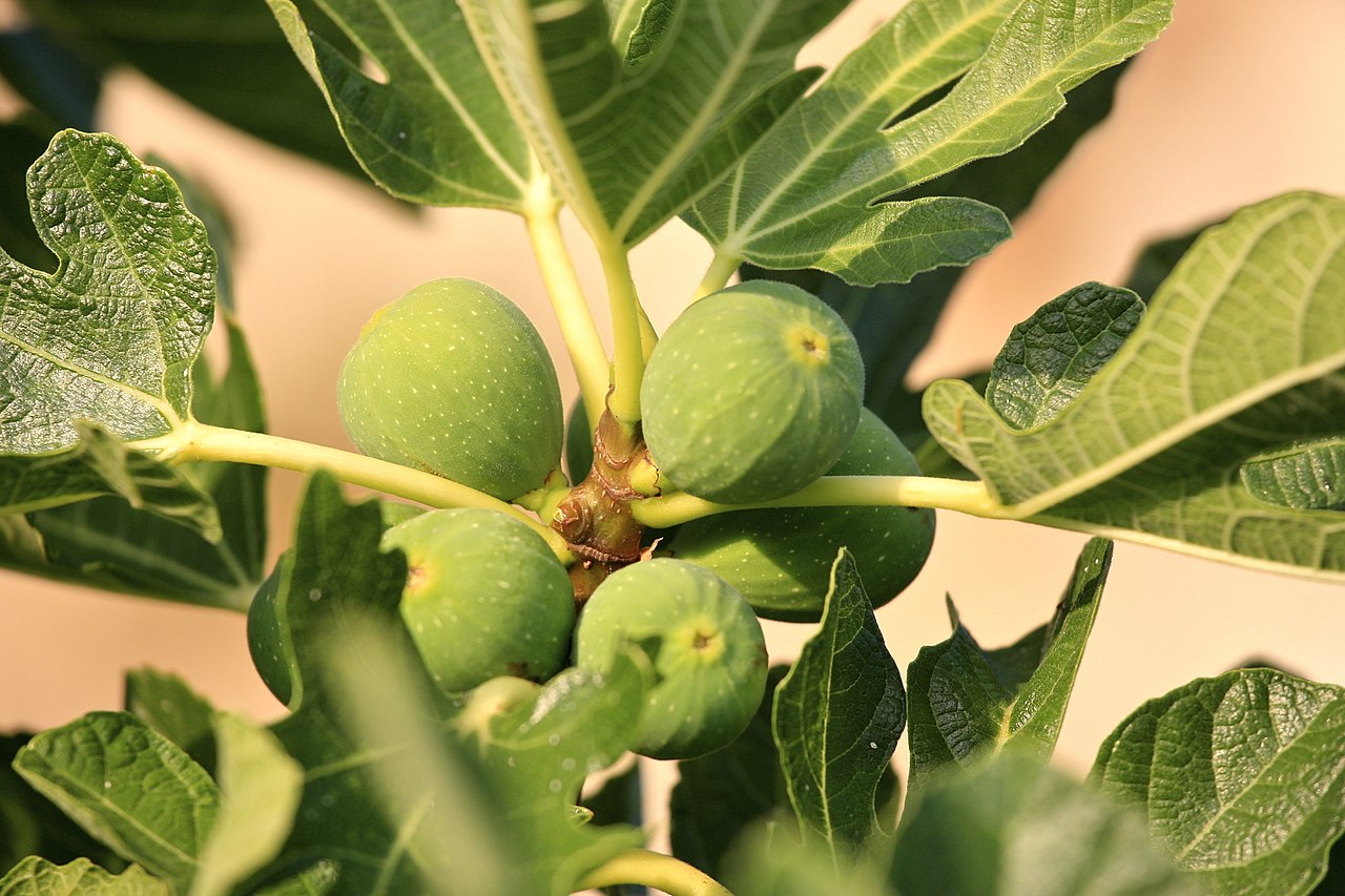 Fig Tree