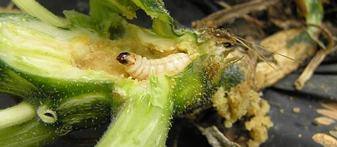 Squash Vine Borer Larva