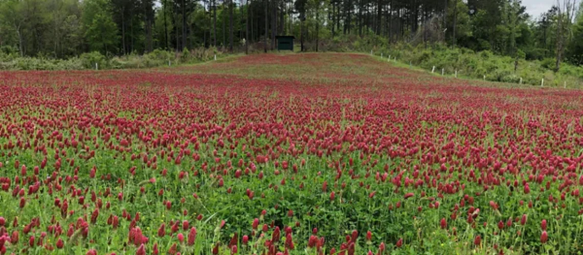 crimson clover