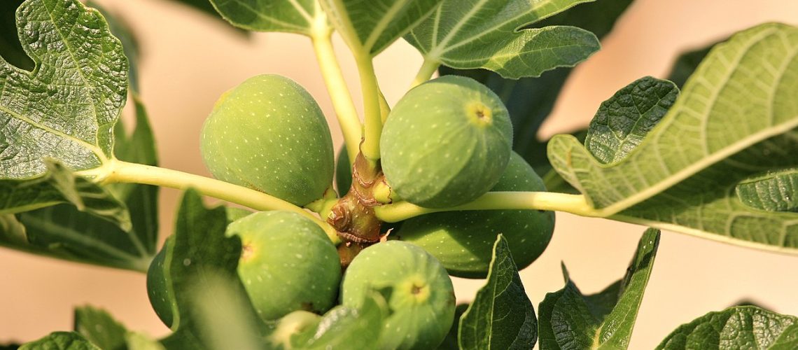 Fig Tree