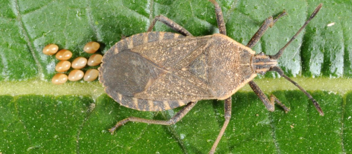 squash bugs
